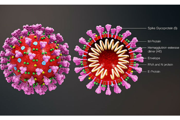 coronavirus_structure_large coronavirus_structure_large